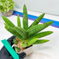 Sansevieria Mr. Hook Large (#C5) | Rare Imported House Plants