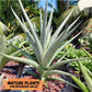Sansevieria Swan Dancer XL | Imported Plants | Rare Hybrid Species