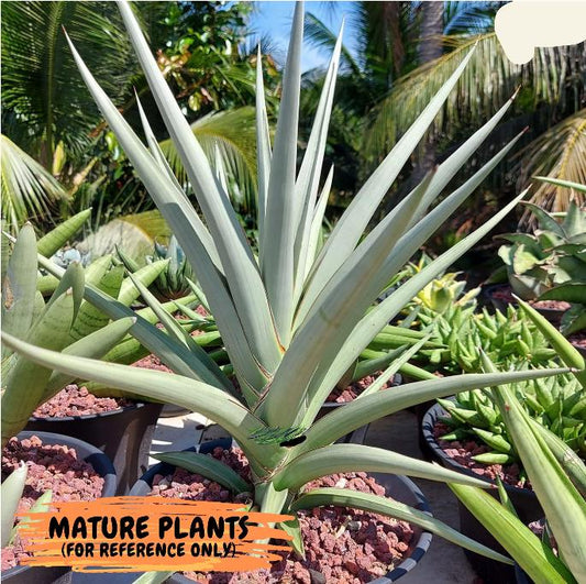 Sansevieria Swan Dancer XL | Imported Plants | Rare Hybrid Species