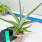 Sansevieria Swan Dancer XL | Imported Plants | Rare Hybrid Species