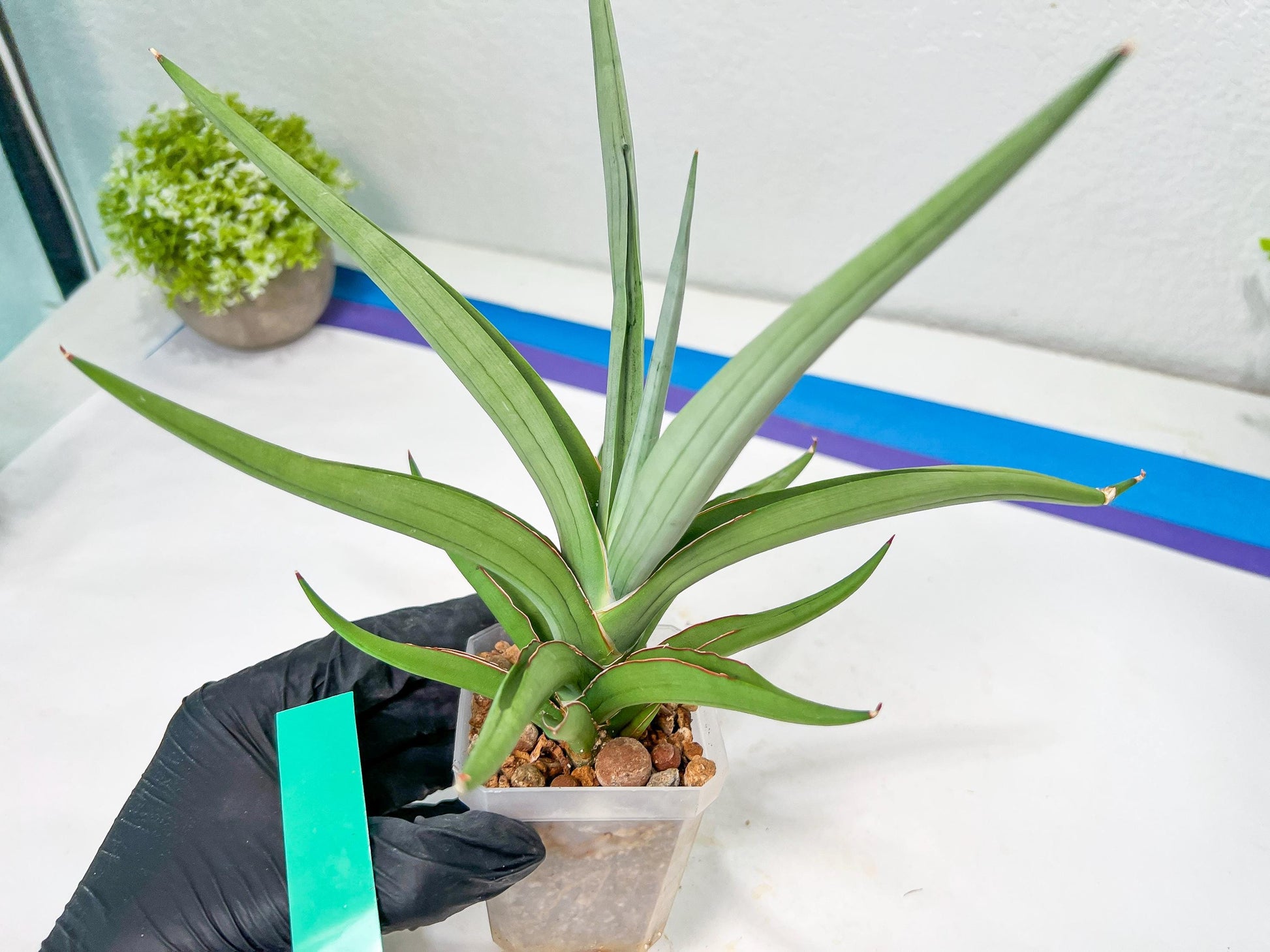 Sansevieria Swan Dancer XL | Imported Plants | Rare Hybrid Species