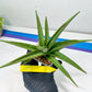 Sansevieria Lanta XL | Imported Plants | Rare Hybrid Species