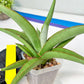 Sansevieria Lanta XL | Imported Plants | Rare Hybrid Species