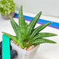 Sansevieria Moose | A Rare Plant a Day Keeps The Boredom Away