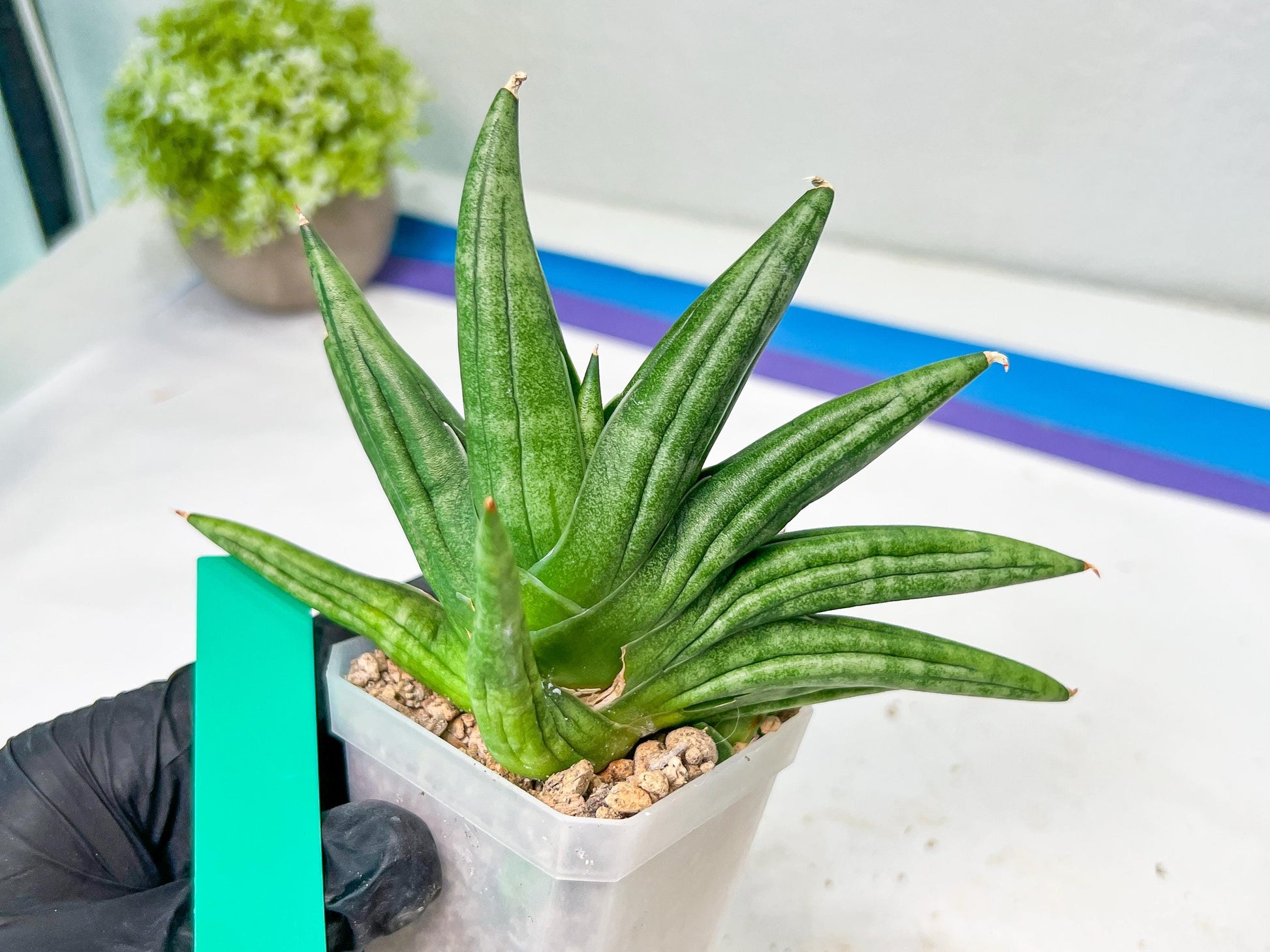 Sansevieria Moose | A Rare Plant a Day Keeps The Boredom Away