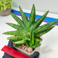 Sansevieria Moose | A Rare Plant a Day Keeps The Boredom Away