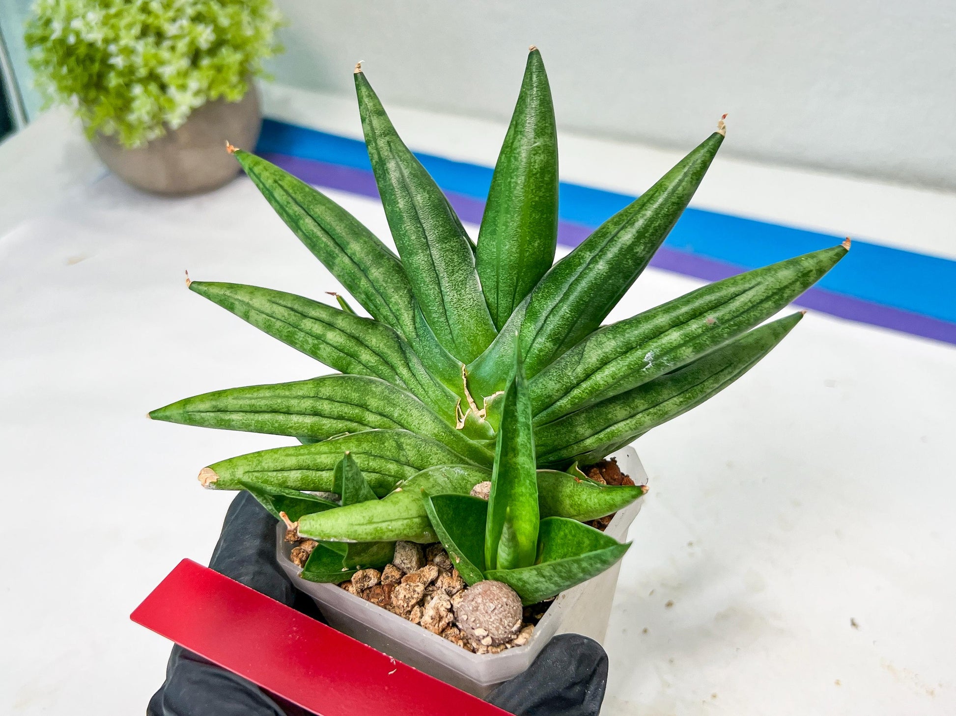 Sansevieria Moose | A Rare Plant a Day Keeps The Boredom Away