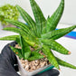 Sansevieria Moose | A Rare Plant a Day Keeps The Boredom Away