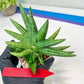 Sansevieria Moose | A Rare Plant a Day Keeps The Boredom Away