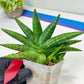 Sansevieria Moose | A Rare Plant a Day Keeps The Boredom Away