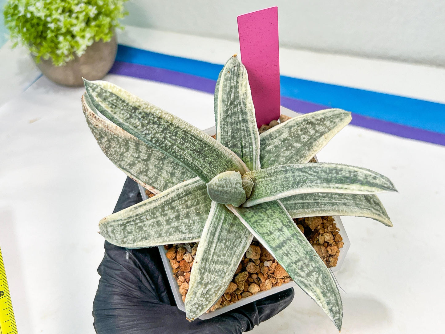 Gasteria Batesiana White Variegated | Imported Succulent