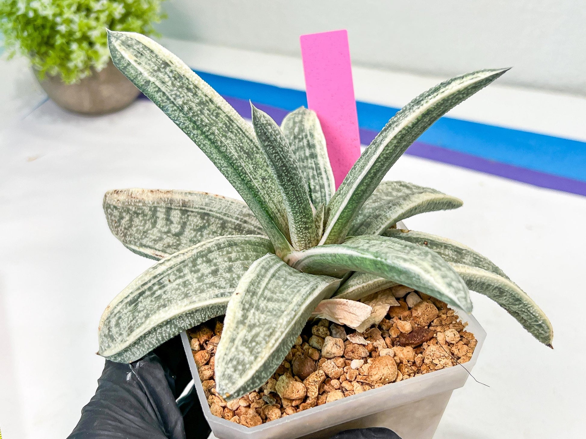Gasteria Batesiana White Variegated | Imported Succulent