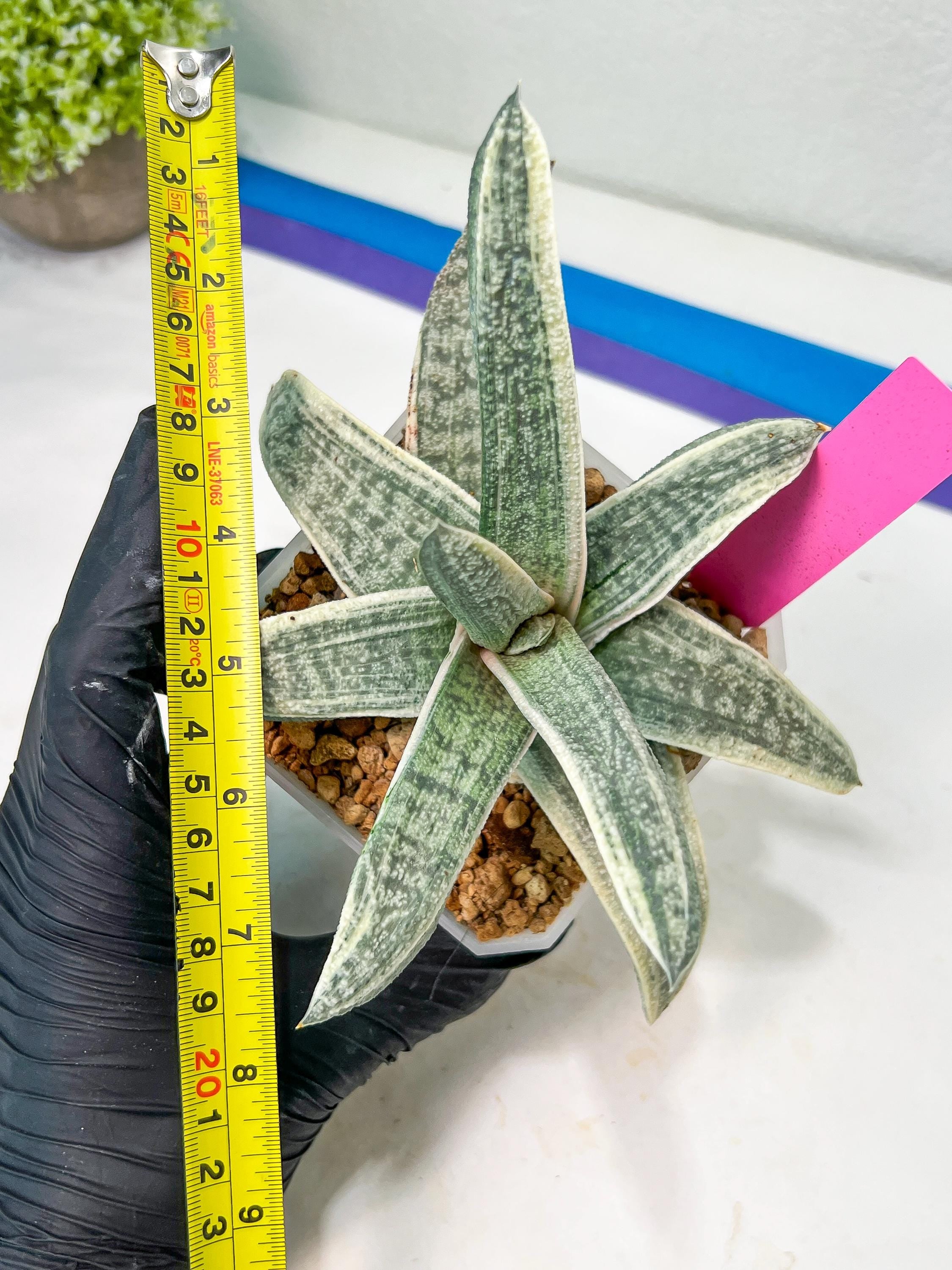 Gasteria Batesiana White Variegated | Imported Succulent