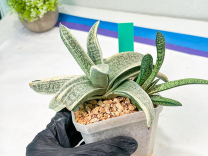 Gasteria Batesiana White Variegated | Imported Succulent