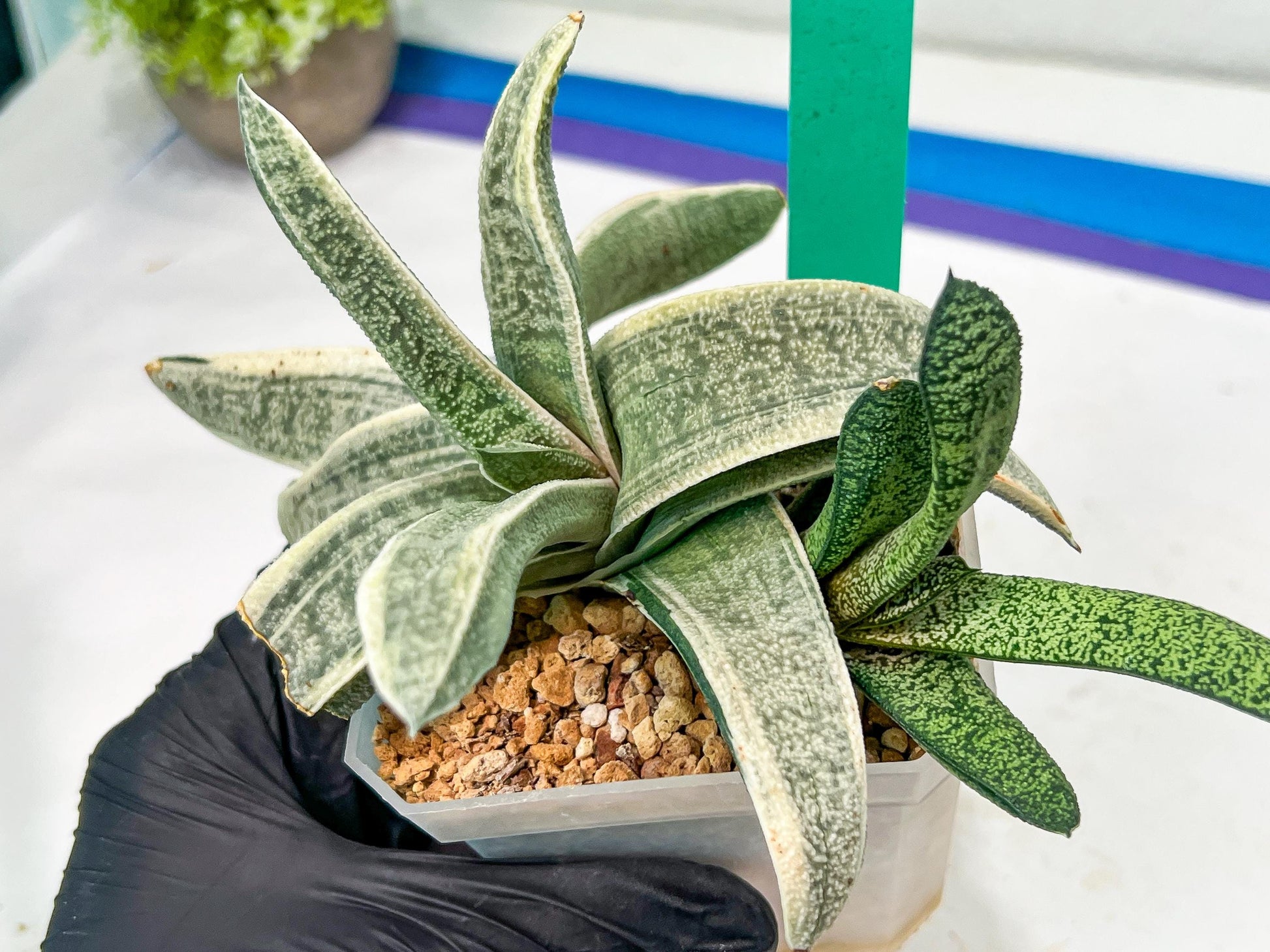 Gasteria Batesiana White Variegated | Imported Succulent