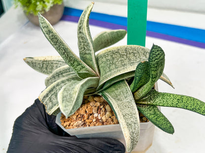 Gasteria Batesiana White Variegated | Imported Succulent