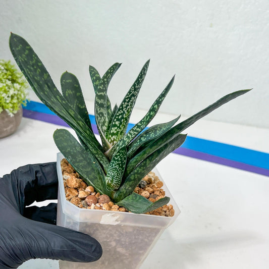 Gasteria Pillansii | South African Plants