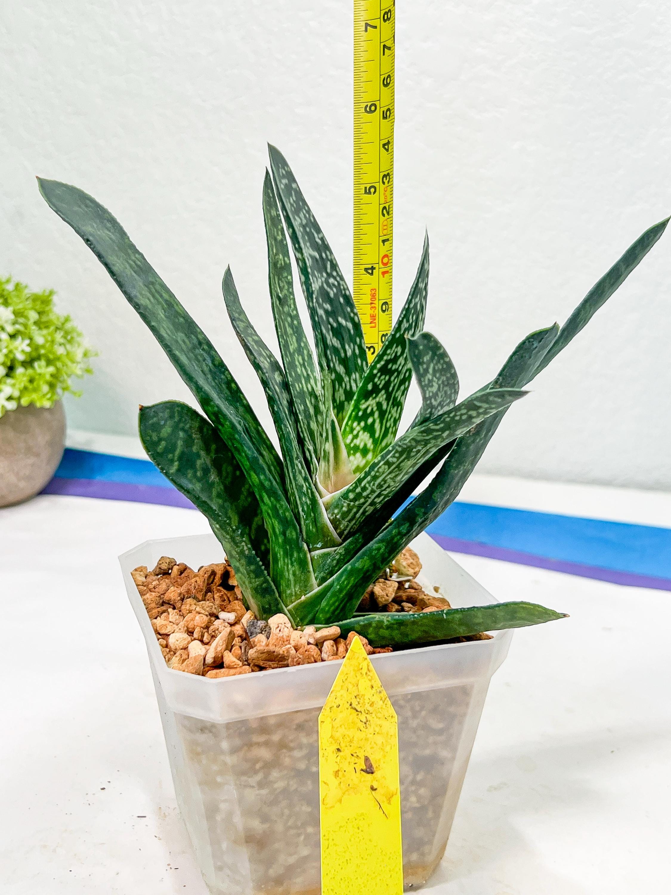 Gasteria Pillansii | South African Plants