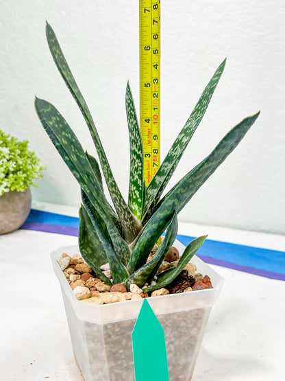 Gasteria Pillansii | South African Plants | Imported Plants