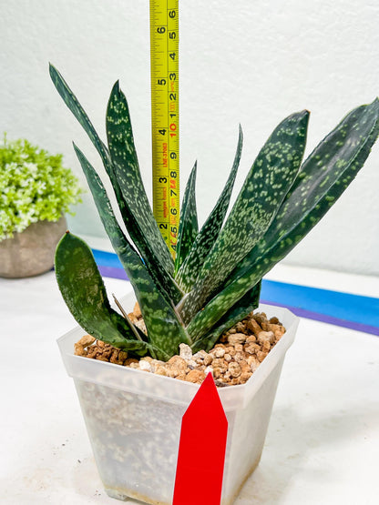 Gasteria Pillansii | South African Plants | Imported Plants