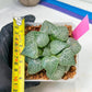 XL Haworthia Crystal or Sjuijig | Get yours before it’s gone | 4" Pot