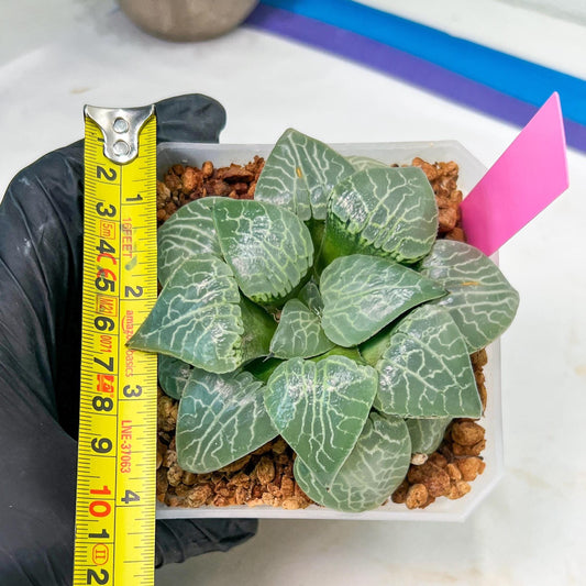 XL Haworthia Crystal or Sjuijig | Get yours before it’s gone | 4" Pot