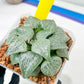 XL Haworthia Crystal or Sjuijig | Get yours before it’s gone | 4" Pot