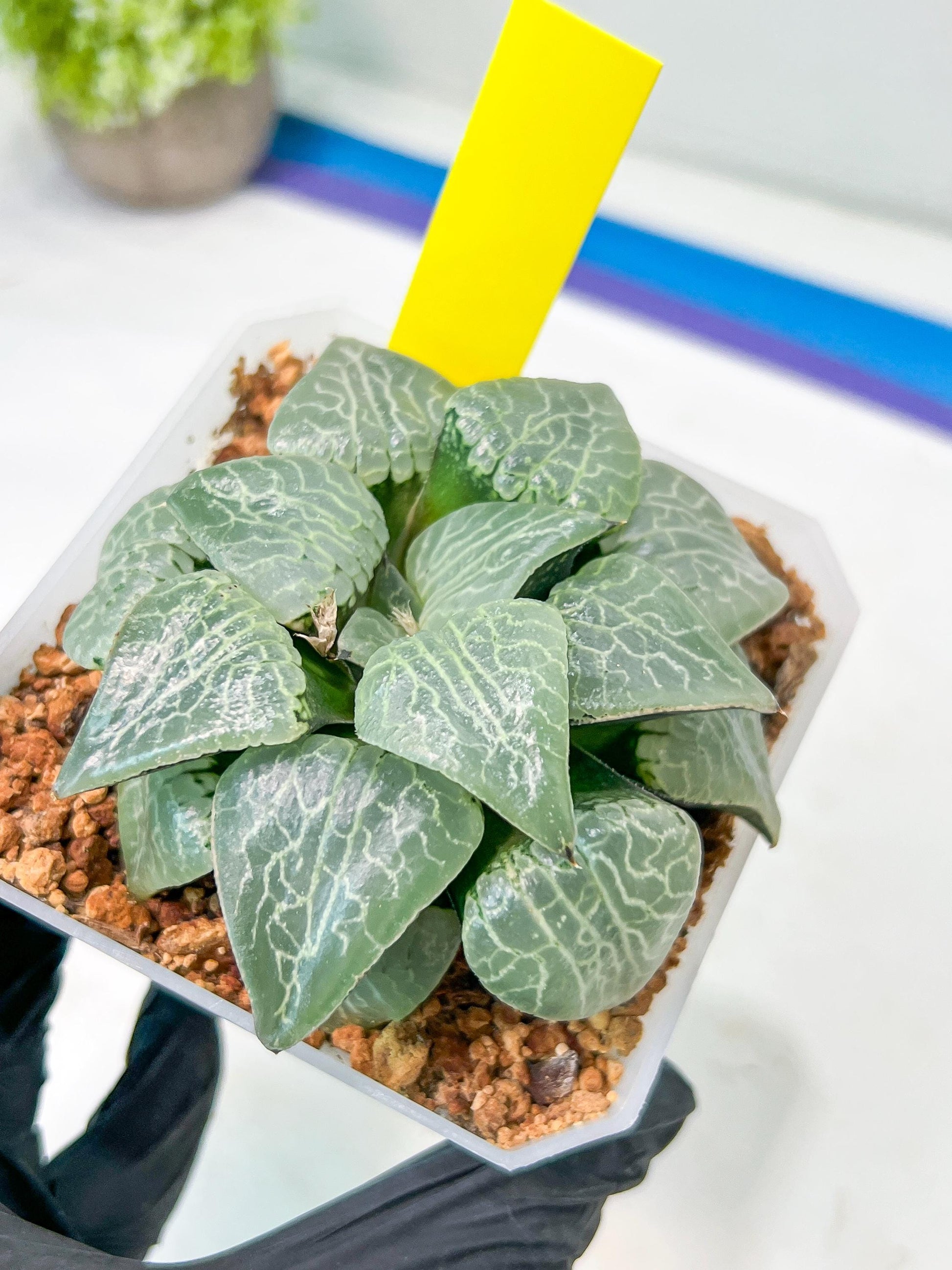 XL Haworthia Crystal or Sjuijig | Get yours before it’s gone | 4" Pot