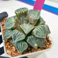 XL Haworthia Spring Thunder or Chun Hei Ju | 4" Pot