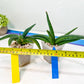 Sansevieria Patens Var XL (#A4) | Imported Plants
