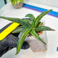 Sansevieria Patens Var XL (#A4) | Imported Plants