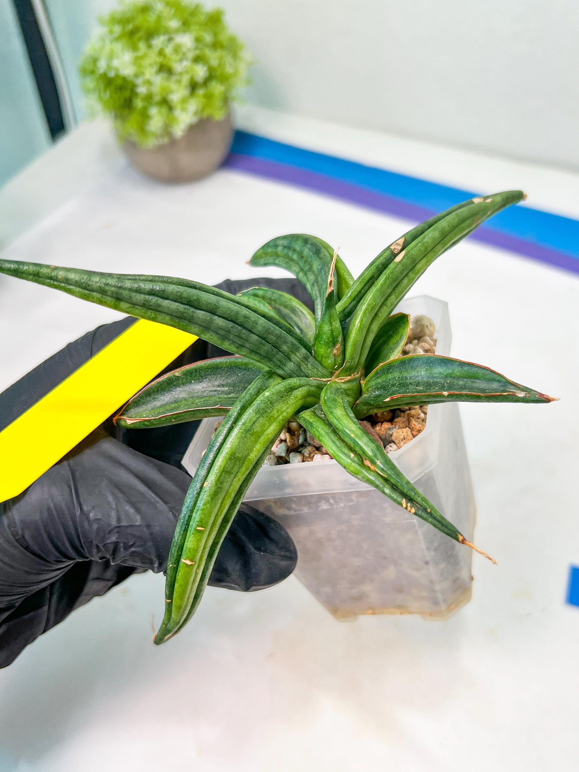 Sansevieria Patens Var XL (#A4) | Imported Plants