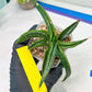 Sansevieria Patens Var XL (#A4) | Imported Plants