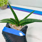 Sansevieria Patens Var XL (#A4) | Imported Plants