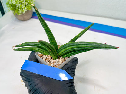 Sansevieria Patens Var XL (#A4) | Imported Plants