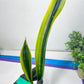 Sansevieria Trifasciata Lillian True Oil (G2) | Imported Plants