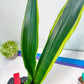 Sansevieria Trifasciata Lillian True Oil (G2) | Imported Plants