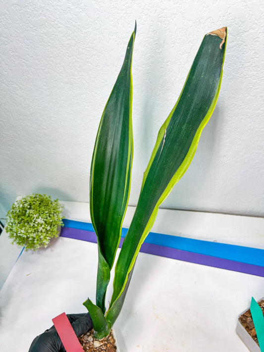 Sansevieria Trifasciata Lillian True Oil (G2) | Imported Plants