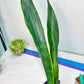 Sansevieria Trifasciata Lillian True Oil (G2) | Imported Plants