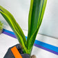 Sansevieria Trifasciata Lillian True Oil (G2) | Imported Plants