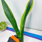 Sansevieria Trifasciata Lillian True Oil (G2) | Imported Plants