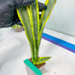 Sansevieria trifasciata Assalam | Imported Plants