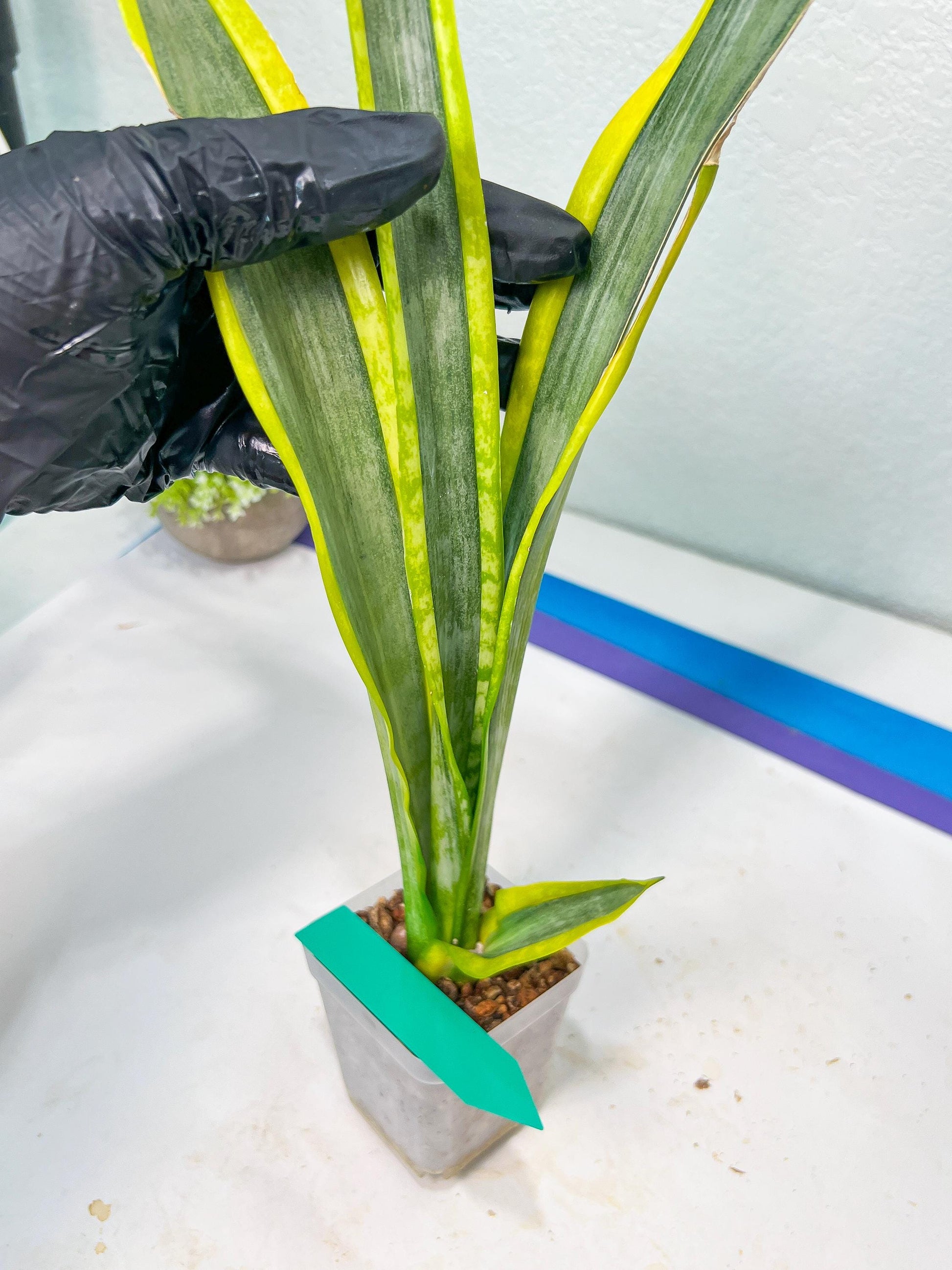 Sansevieria trifasciata Assalam | Imported Plants