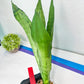 Sansevieria Brazilian Moonshine | Imported Plants