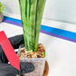 Sansevieria Brazilian Moonshine | Imported Plants