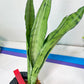 Sansevieria Brazilian Moonshine | Imported Plants