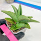 Sansevieria Supper Chubby (AC59) | Imported Snake Plants