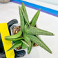 Sansevieria Supper Chubby (AC59) | Imported Snake Plants