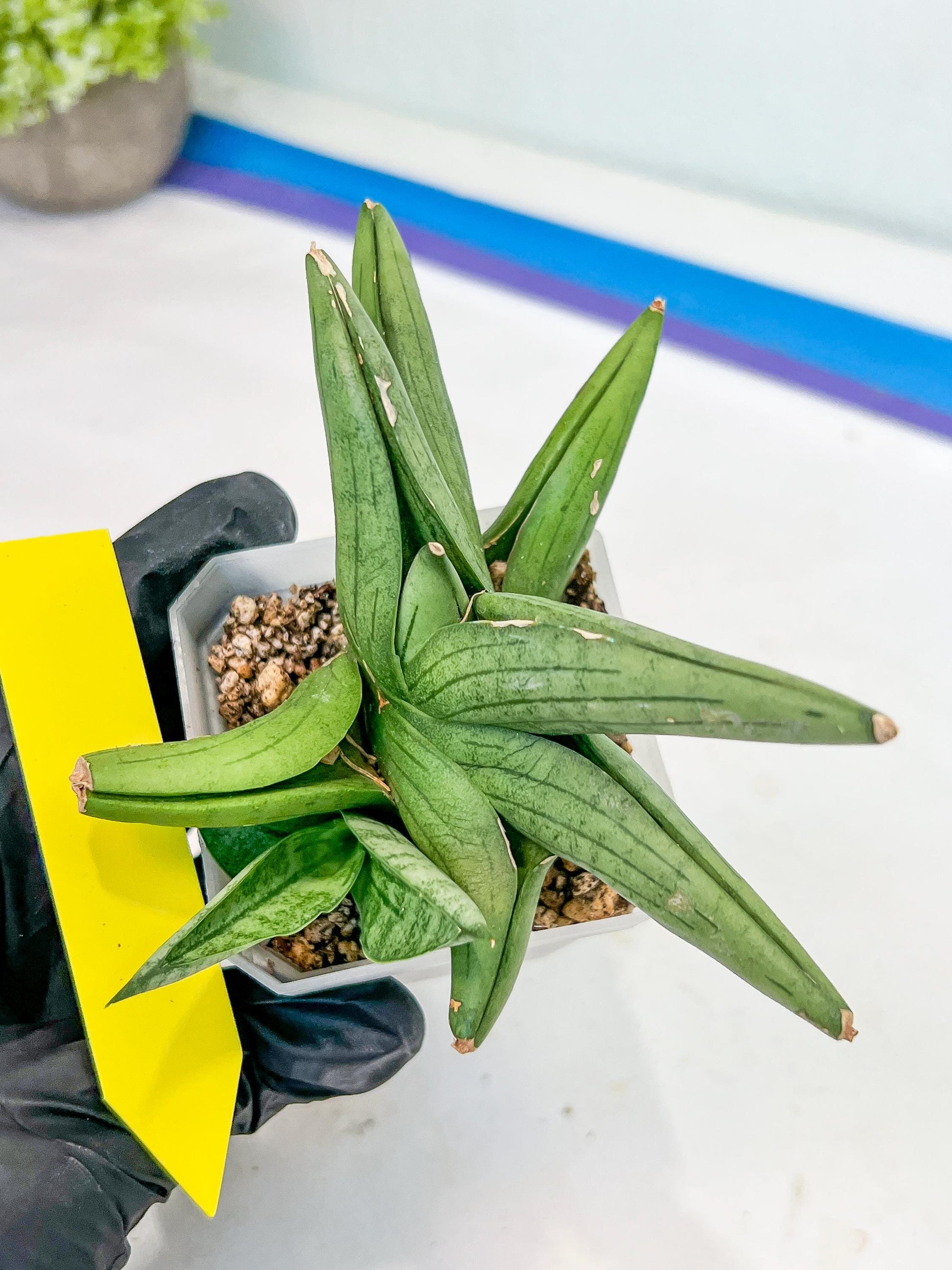 Sansevieria Supper Chubby (AC59) | Imported Snake Plants