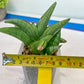Sansevieria Supper Chubby (AC59) | Imported Snake Plants